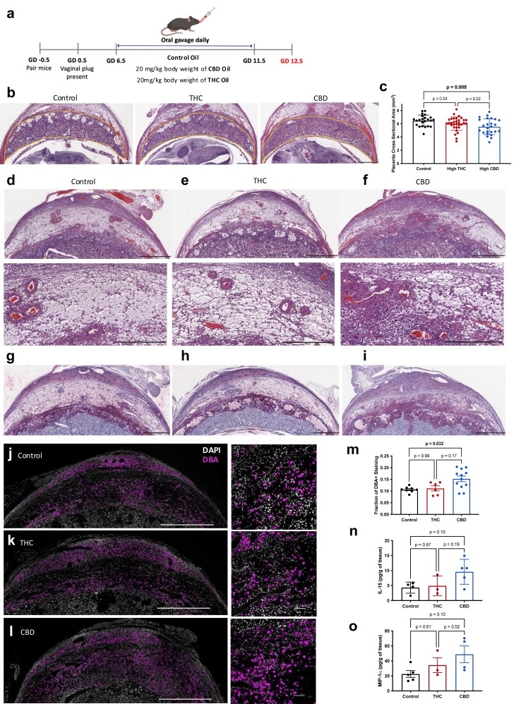 Consumption of CBD oil disrupts the placenta and uNK cell population within the decidua. Implantation sites were collected on GD 12.5 following gavage of CBD, THC, or control oil from GD 6.5–11.5 and then fixed in paraformaldehyde and embedded in paraffin. a: Schematic illustrating experimental design. b: Representative H&E images of GD 12.5 placenta at 2× magnification with placenta outlined. c: Quantification of placental cross-sectional area (mm2) of each mid-sagittal section averaged per implantation site (n = 23–32 per group). d–f: Representative H&E images of GD 12.5 decidua at 2× and 10× magnification from d control, e THC and f CBD oil treated mice. g–i: Representative PAS images of GD 12.5 decidua at 2× magnification from g control, h THC, and i CBD oil treated mice. j–l: Representative DBA/DAPI immunofluorescence images from GD 12.5 decidua at 10× and 20× magnification from j control, k THC and l CBD oil treated mice. m: Quantification of DBA + area/whole area averaged per dam (n = 6–12 per group). n: Amount of IL-15 (pg/g of tissue) in decidua cell-free supernatants averaged per dam (n = 3–5 per group). o: Amount of MIP-1α (pg/g of tissue) in decidua cell-free supernatants averaged per dam (n = 3–5 per group). H&E/PAS images: 2× scale bar represents 1 mm and 10× scale bar represents 500 μm. DBA images: 10× scale bar represents 1 mm and 20× represent 100 μm. Data are means ± SEM, ∗P < 0.05, ∗∗P < 0.01 (c, n, o one-way ANOVA, m Kruskal–Wallis test).