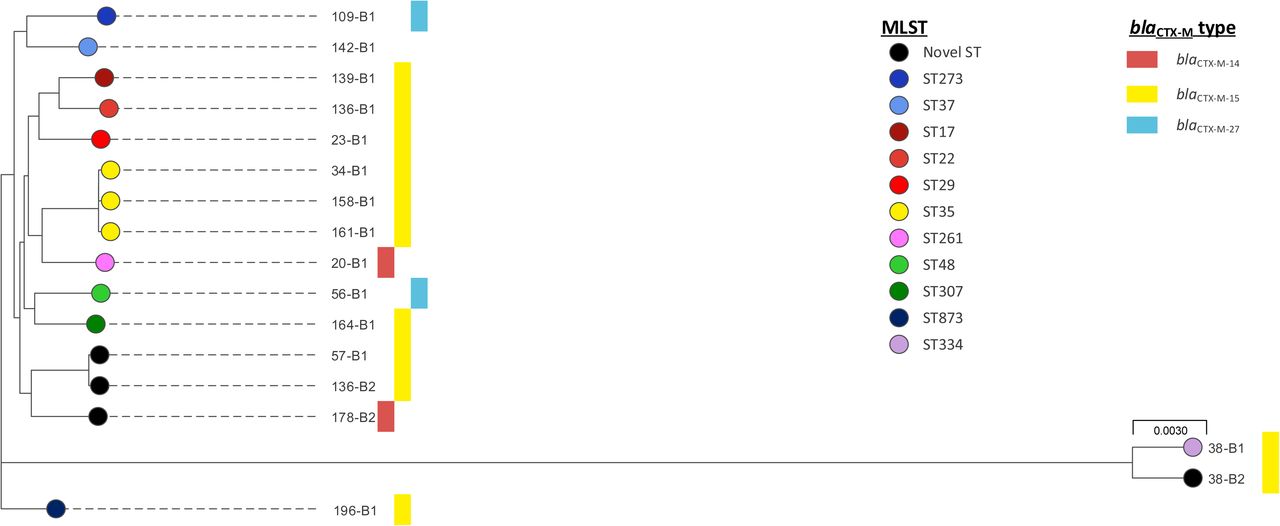 Phylogeny of study Klebsiella pneumoniae isolates. Interactive map of geographic locations and genetic attributes can be visualised at: https://microreact.org/project/Hy_yQcaog