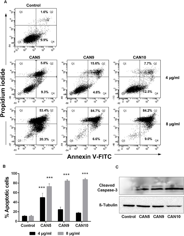 Proapoptotic effect of Cannabis extracts on cancer cells.A549 cells were incubated for 24 hours with 4 or 8 μg/mL CAN5, CAN9, CAN10 extracts or with DMSO (control). Apoptosis (early and late) was assessed by Annexin V/PI staining using flow cytometry. Results were calculated as % of positive annexin V-FITC cells out of total cells counted. (A) Representative dot plots of cells treated with 4 or 8 μg/ml CAN5, CAN9 and CAN10 extracts. (B) Bar chart of total apoptosis following incubation with extracts. Data are presented as mean ± SE (N=5). Asterisks indicate statistically significant differences compared to control (***P < 0.0001; two-way ANOVA with Bonferroni's post hoc multiple comparisons test). (C) Cells were lysed and resolved on 15% SDS-PAGE followed by western blotting with anti-cleaved caspase 3 and Anti β-Tubulin antibodies.