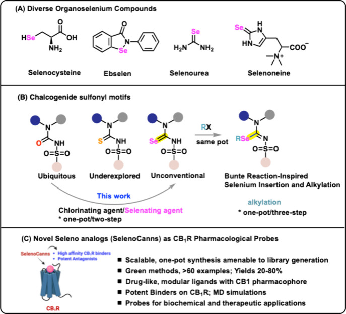 Inspiration for selenation and selenohomologation of sulfonyl­urea motifs. Image generated partly using https://BioRender.com (2026).