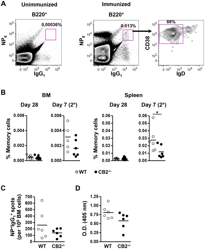 Memory B cell formation is reduced while the secondary humoral response after NP-CGG immunization is unaffected in CB2−/− mice.WT and CB2−/− mice were immunized (i.p.) with 30 µg alum-precipitated NP-CGG and rechallenged with 30 µg of NP-CGG in PBS (i.p.) on day 42 post-primary immunization. (A,B) BM and spleen were collected on day 28 after the primary and day seven after the secondary immunization for the analysis of memory B cells by flow cytometry. (A) Representative flow cytometric plots show the gating strategy for memory B cells. B220+ cells were analyzed for NP8 and IgG1 in unimmunized (left panel) and in immunized (middle panel) mice and NP8 +IgG1 + cells were further analyzed for the expression of IgD and CD38 (right panel). The B220+NP8 +IgG1 +IgD−CD38+ population represented antigen-specific high-affinity class-switched memory B cells. (B) The cumulative percentage of memory B cells within the lymphocyte population of the BM and spleen is shown. (C, D) On day seven after the secondary immunization the frequency of NP-specific IgG1-secreting plasma cells in the BM was determined by ELISPOT (C) and the NP-specific serum IgG1 titer was measured from two-fold serially diluted serum (1/40000–1/320000; O.D. at 1/160000 the dilution is shown) by ELISA (D). (B–D) Data are represented as the mean ± SEM from two independent experiments each with 2–4 mice per group (n = 6–7). *p<0.05.