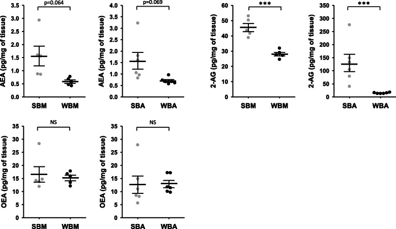Endocannabinoids concentration in brown bear muscle and adipose tissue. Concentration of three major endocannabinoids compounds in bear muscle and adipose tissue. Tissues were collected from bears at both winter-hibernating and summer-active time points (Supplementary Table S1). Data are expressed in pg/mg and are represented as mean ± SEM of separate extractions and quantifications (n = 5 for muscle tissue and n = 6 for adipose tissue). Paired Student t-test were used to compare wummer and winter data. *** indicates p value < 0.0001 when comparing seasons, NS: non significant. AEA: anandamide, 2-AG: 2-arachidonoylglycérol, OEA: N-oleoylethanolamine, SBA: summer bear adipose tissue, SBM: summer bear muscle, WBA: winter bear adipose tissue, WBM: winter bear muscle