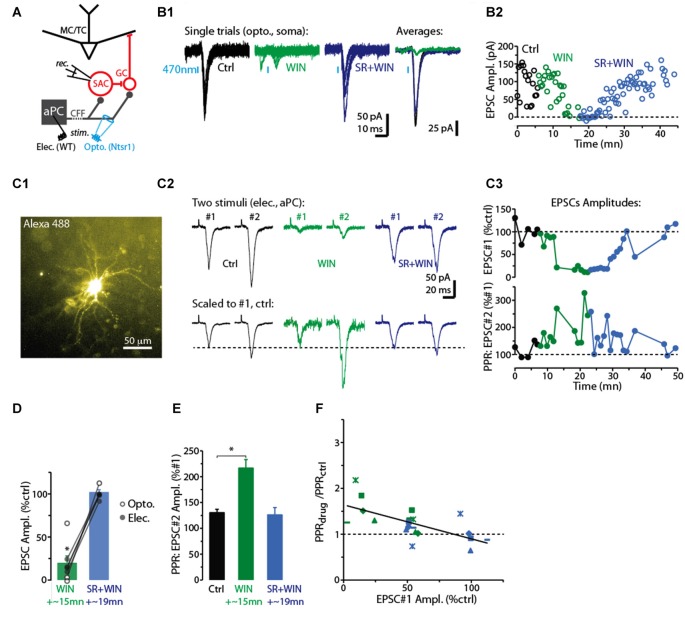 CB-R agonist and antagonist modulate corticofugal feedback (CFF)-EPSCs in deep short axon cells (dSACs). (A) Olfactory bulb (OB) circuit and experimental paradigm. The output mitral and tufted cells (MC/TCs) receive dendrodendritic input from GABAergic granule cells (GCs), which are themselves inhibited by GABAergic synapses from dSACs. CCF axons terminate on both GCs and dSACs. In experiments elsewhere in this figure, currents were recorded in dSACs (Vhold = −75 mV) while stimulating CFF axons. Stimulation was conducted either electrically in the anterior piriform cortex (aPC) in wild-type (WT) mice or with light (470 nm) pulses applied in the granule cell layer (GCL) of ntsr1-ChR2-YFP mice. (B1) Light-evoked (1 ms) current traces recorded from a dSAC. Left: overlaid trials (10 per condition) under control conditions (black), in the presence of WIN (10 μM; green), and in SR (10 μM) + WIN (blue). Right: overlaid mean CFF-EPSCs computed from left traces. Blue bars indicate time of 470 nm light pulse. Drugs were bath-applied. (B2) Time plot of the peak amplitude of the light-evoked CFF-EPSC for the entire experiment in (A1) (one data point per trial). (C) Test of CB1-R activation on the paired pulse ratio (PPR) during responses to electrical stimulation in aPC (100 μs, 2 mA). Illustrated is an epi-fluorescence image of the test dSAC (C1; located in the GCL), CFF-EPSCs evoked by a pair of electrical stimuli separated by 250 ms (C2; each trace = average of 12 trials), and the time-course of EPSC amplitude and PPR for this experiment (C3; each data point = average of 6 trials). The current traces in (C2) are shown in both unnormalized form (top) and normalized to the amplitude of the first EPSC (bottom). Note the marked WIN-induced increase in the PPR that coincides with a reduction in the amplitude of the first EPSC and the reversal by SR. (D) Summary of effects of WIN and SR+WIN on the amplitude of the CFF-EPSC. Bars reflect means ± SE of current remaining relative to control, measured over 4 min under each condition; superimposed data points are values for individual experiments. WIN data reflect seven recordings, four with electrical stimulation and three optogenetic. SR+WIN data reflect five recordings. *p < 0.02. (E) Summary of PPR measurements, showing an increase in PPR in WIN that was reversed by SR. Data reflect the five experiments in which both WIN and SR+WIN conditions were sampled. *p = 0.015, paired t-test. (F) The effects of WIN and SR+WIN on the PPR of the CFF-EPSC (Y-axis: PPRdrug/PPRctrl) were correlated with the drug effects on the amplitude of the first EPSC (X-axis). Each data point reflects one of the five experiments summarized in Part (E). There are more data points (8 per condition) than number of experiments, reflecting the fact that in all experiments, time points at which the WIN or SR+WIN effects were only partially in effect were also sampled. Line: linear regression fit, R2 = 0.43, p < 0.002, n = 16).