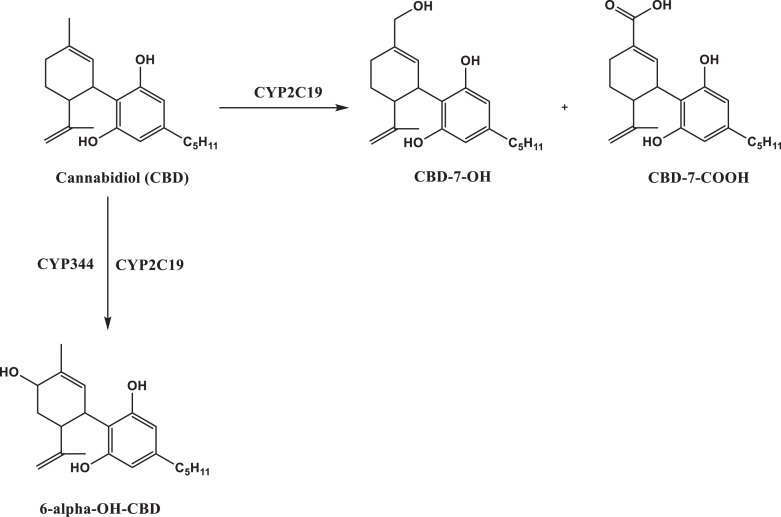 Liver metabolism of CBD to its primary carboxy and hydroxy metabolites.
