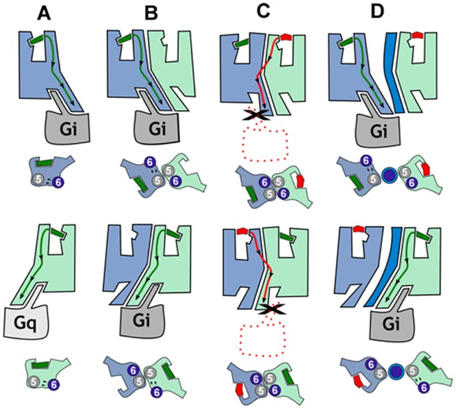 Proposed functional properties of CB1R-5-HT2AR heteromers.In (A), agonist binding to CB1R (blue) or 5-HT2AR (light green) triggers the conformational changes of TMs 5 and 6, opening the intracellular cavity for Gi and Gq binding, respectively. In (B), the formation of the CB1R-5-HT2AR heteromer makes both receptors signal via Gi. In (C), rimonabant binding to CB1R or MDL 100,907 to 5-HT2AR stabilizes the closed conformation of the receptor, facilitating heterodimerization via TMs 5 and 6 as in the crystal structure of the μ-opioid receptor. In this assembly, both protomers are locked in the closed conformation since the opening of TMs 5 and 6 for G-protein binding is not feasible (see S7 Fig). Bidirectional cross antagonism is due to the fact that antagonist binding to any protomer must, in addition to its common role in a monomeric signaling unit, disrupt this very stable four-helix association. (D) In agreement, bidirectional cross antagonism is abrogated following treatment with TM 5 or TM 6 interference peptides (dark blue), which disrupt the heteromer structure.