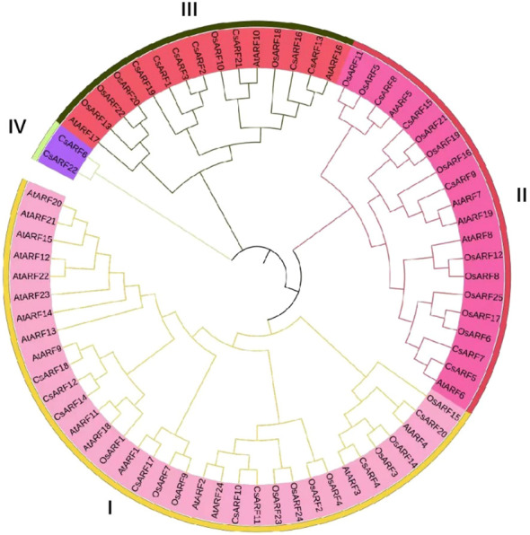 Phylogenetic tree of ARF proteins from three plant species. A phylogenetic tree was constructed based on the 90% shared amino acid sites using the neighbor-joining method. ARF, auxin response factor; At, Arabidopsis thaliana; Os, Oryza sativa; Cs, Cannabis sativa.