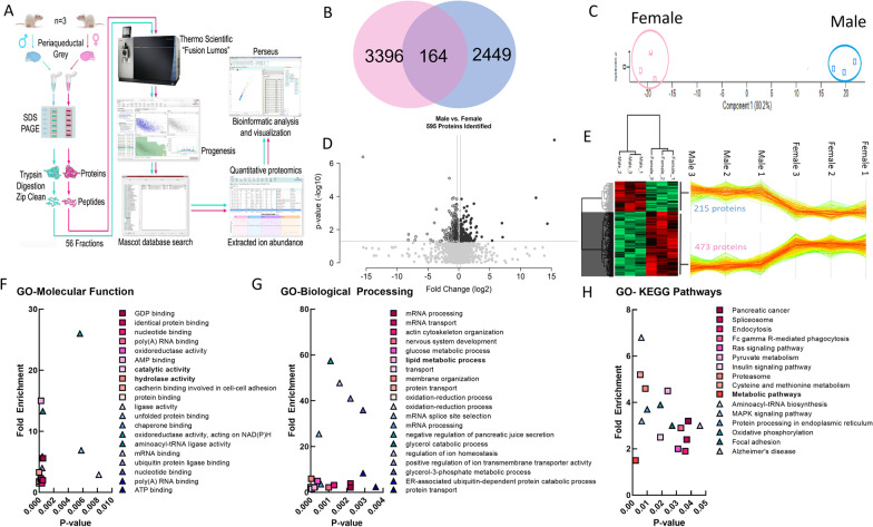 Proteomic analysis of naïve male and female PAG samples. A Schema of proteomic analysis. B Venn diagram of male vs. female sex differences in proteins detected. C–E Gene ontology (GO) enrichment analysis of the significantly affected proteins. F GO-molecular function analysis. G GO-biological processing analysis. H GO-KEGG pathway analysis