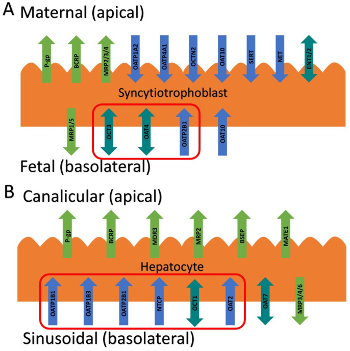 Placental (A) and hepatic (B) transporters with their localization and directionality of transport. Transporters in red boxes are those that were investigated. BCRP, breast cancer resistance protein; BSEP, bile salt export pump; ENT, equilibrative nucleoside transporter; MATE, multidrug and toxin extrusion protein; MDR, multidrug resistance protein; MRP, multidrug resistance-associated protein; NET, norepinephrine transporter; NTCP, sodium taurocholate cotransporter protein; OAT, organic anion transporter; OATP, organic anion-transporting peptide; OCT, organic cation transporter; OCTN, organic cation/carnitine transporter; P-gp, P-glycoprotein; SERT, serotonin transporter.