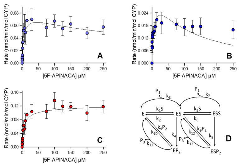 Steady-state metabolism 5F-APINACA by human liver microsomes fit to differential rate equations. Kinetic plots for 5F-APINACA-OH (A), 5F-APINACA-(OH)2 (B), and 5OH-APINACA (C) from Figure 2 were refit globally to differential equations for individual rate constants for the mechanism shown in (D) and described in the Materials and Methods. In the kinetic scheme, P1 denotes 5OH-APINACA, P2 denotes 5F-APINACA-OH, and P3 denotes 5F-APINACA-(OH)2. Each data point is an average of 12 replicates, and corresponding constants are reported in Table 2.