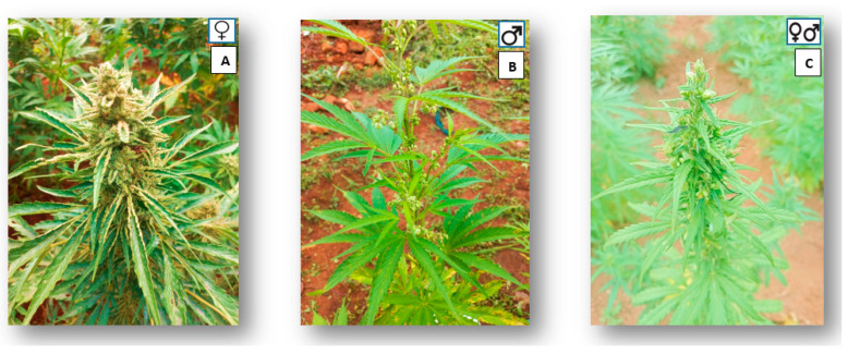 Morphological differences between 2 (A) female, 2 (B) male plants, and 2 (C) hermaphrodite plants of Cannabis (illustration by V.V Ndlangamandla).
