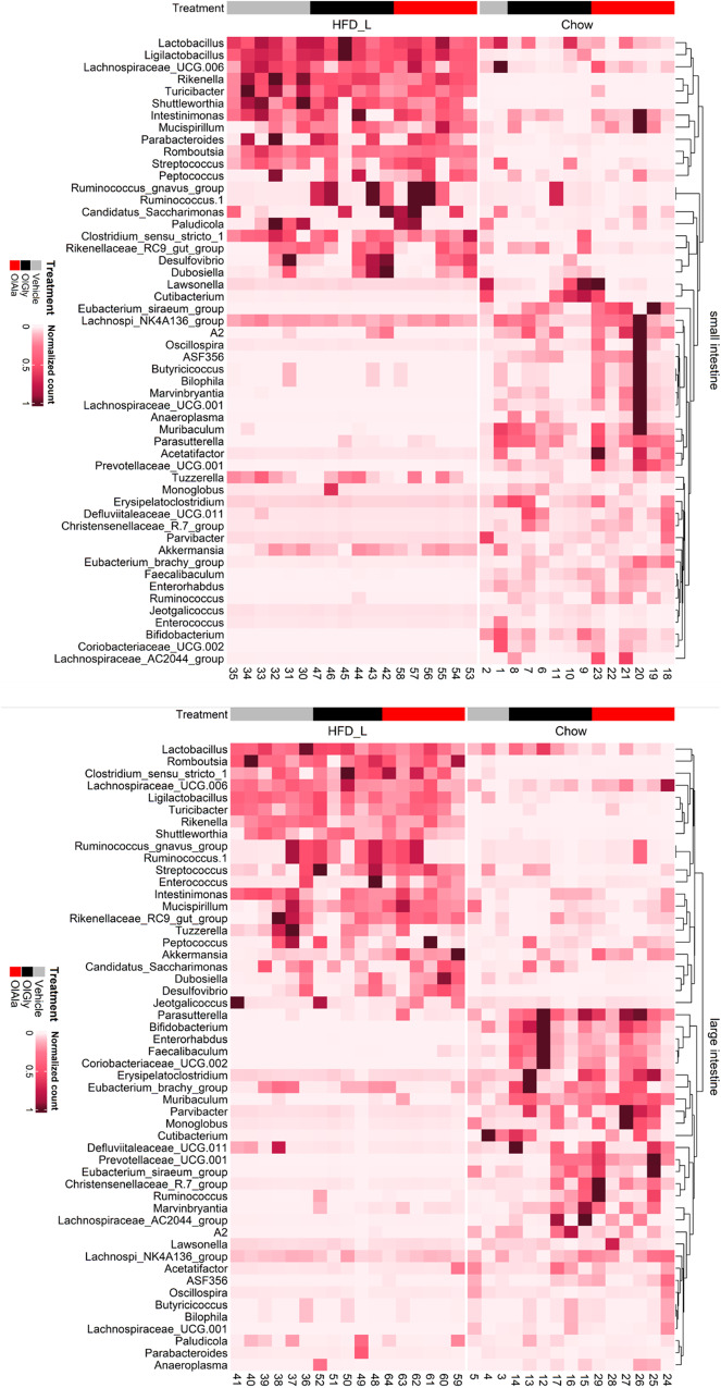 Diet is the main driver of the overall microbial signature shift across gut regions regardless of the treatment.The heatmaps display the DESeq normalized counts of genera that are significantly shifted between diets chow and HFD-L, and/or treatments using a Wald Test. Columns are reordered according to an Unweighted Pair-Grouped Method using arithmetic Averages (UPGMA) clustering dendrogram at the genus level for each gut region.