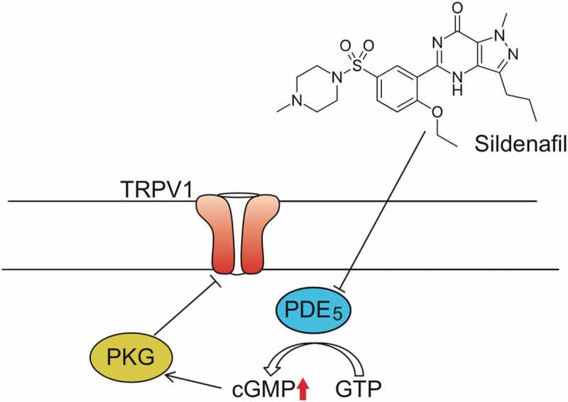 Schematic model of Sildenafil/PDE5 mediated TRPV1 inhibitory phosphorylation.A proposed model showing TRPV1 inhibition though Sildenafil treatment. (TRPV1, Transient Receptor Potential cation channel subfamily V member 1; PDE5, cGMP-specific phosphodiesterase type 5; PKG, cGMP-dependent protein kinase or Protein Kinase G; GMP, guanosine triphosphate; cGMP, Cyclic guanosine monophosphate).