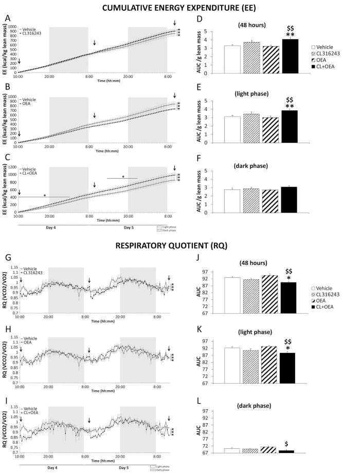 Effects of repeated administration of CL316243 (1 mg/kg) and/or OEA (5 mg/kg) on energy expenditure and respiratory quotient over 6 days of treatment. (A–C) Cumulative energy expenditure (EE) for 48 hours (days 4 and 5 of treatment). Arrows indicate the points of administration along time. (D–F) Area under the curve (AUC) of EE for 48 hours and during light and dark phase. (G–I) Respiratory quotient (RQ) for 48 hours (days 4 and 5 of treatment). (J–L) AUC of RQ for 48 hours and during light and dark phase. Histograms and curve points represent the mean±s.e.m. (n=8). *P<0.05, **P<0.01, ***P<0.001 versus vehicle-treated rats; $P<0.05, $$P<0.01 versus OEA-treated rats.