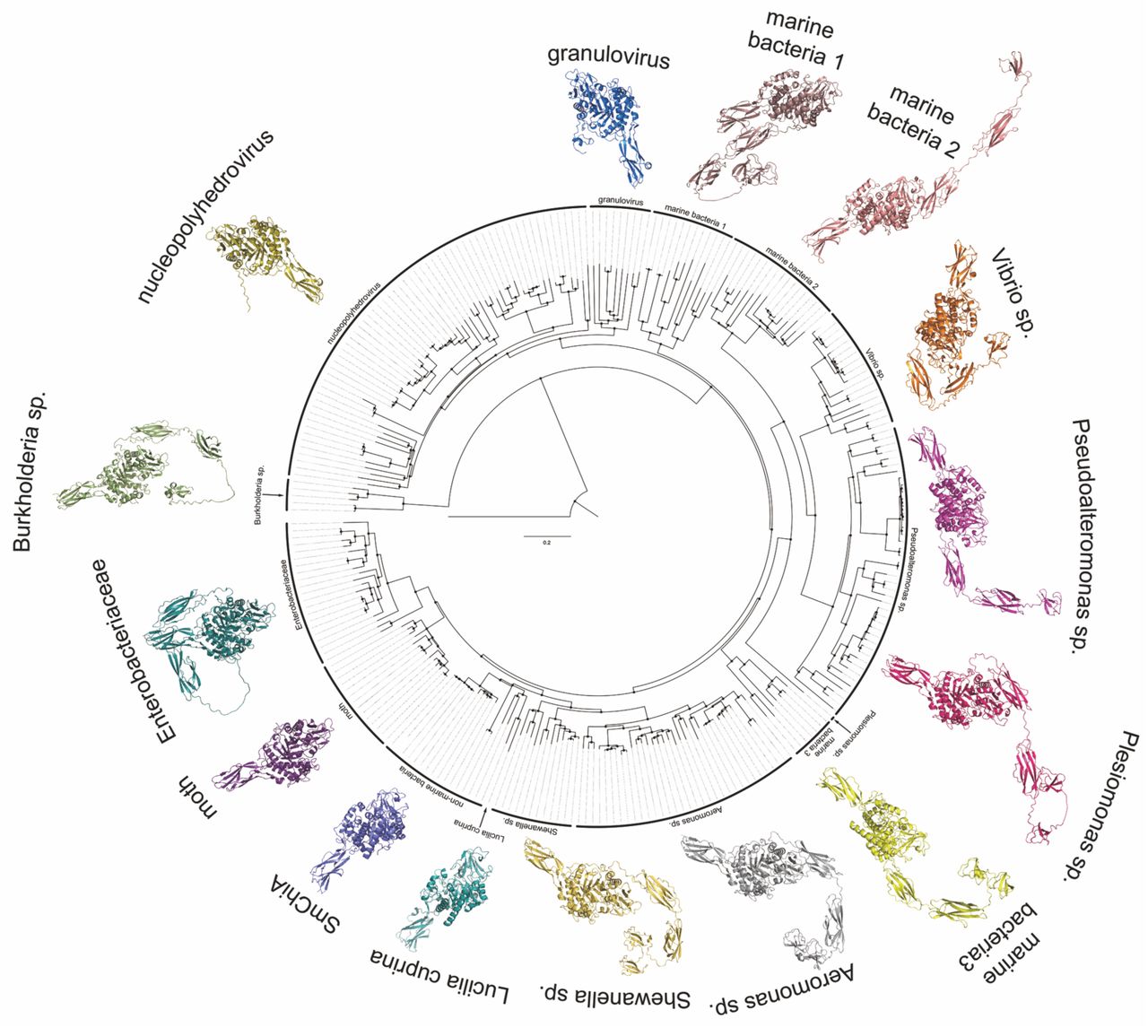 Guide tree and predicted structures of GH18 chitinases.A total of 270 GH18 chitinase sequences obtained from the NCBI BLASTp suite using SmChiA or VpChi1 as queries were aligned using the Constraint-based Multiple Alignment Tool (COBALT) (https://www.ncbi.nlm.nih.gov/tools/cobalt/). N-terminal signal peptides were removed prior to alignment based on predictions from SignalP 5.0 (https://services.healthtech.dtu.dk/service.php?SignalP-5.0). SmChiB (CAA85292.1) was included as an outgroup. Overall structural models were predicted using ColabFold.