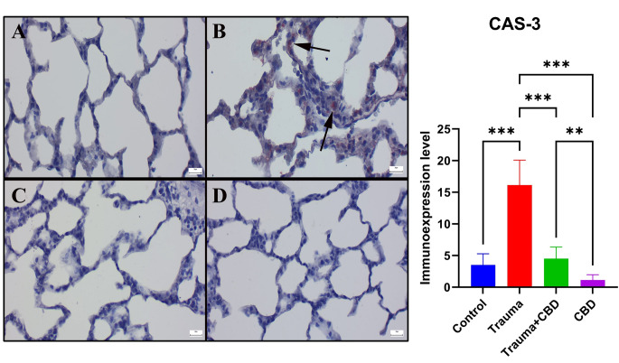 Comparison of caspase-3 immunoexpression in the lungs between the groups. (A) Negative expression in the Sham group. (B) A marked increase in expression (arrows) of Cas-3 staining was dedected the Trauma group. (C) Decreased expression (arrow) in the Trauma + CBD group. (D) No immunoreaction occurred in the CBD group. Streptavidin-biotin peroxidase method; scale bars = 20 μm. Statistical analysis of immunohistochemical values performed with One-way ANOVA (post-hoc Tukey). Values are presented as means ± SD. Cas-3: Caspase 3, *p < 0.05 **p < 0.01 ***p < 0.001, Error bars represent standard deviation