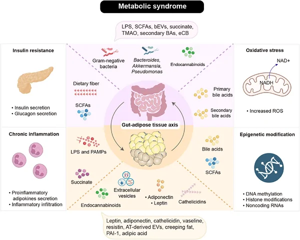 The potential pathogenesis of metabolic syndrome. The intricate mechanisms include insulin resistance, chronic low‐grade inflammation, oxidative stress, epigenetic modifications, intestinal disorder, and adipose tissue dysfunction. Importantly, there are bidirectional communication pathways between the gut and adipose tissue.