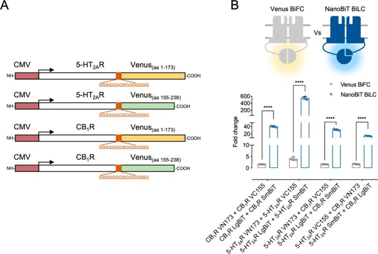 Comparative analysis of NanoBiT with Venus BiFC. A, schematic representation of the CMV-driven Venus YFP BiFC fusion proteins. In B, HEK293 cells were transiently transfected with all possible Venus YFP complementary orientations and compared with its equivalent NanoBiT BiLC pairs to assess CB1R and 5-HT2AR homomers and 5-HT2AR–CB1R heteromers. Data are mean ± S.E. (error bars) (n ≥ 3) of -fold change, calculated as the ratio between each condition and the individual receptor construct with the highest luminescence/fluorescence values. Statistical significance was evaluated by unpaired t tests between groups followed by Holk–Sidak corrections for multiple comparison (****, p ≤ 0.0001). CMV, human cytomegalovirus immediate-early promoter. aa, amino acids.