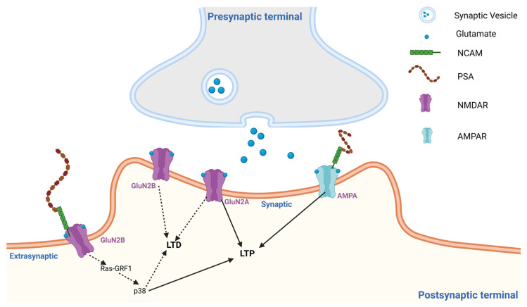 Schematic model of polysialic acid (PSA) modulation of glutamate receptor signaling. PSA attached to NCAM alters the extracellular synaptic environment and receptor organization. PSA has been reported to enhance AMPAR-mediated synaptic activity that promotes LTP while selectively suppressing extrasynaptic GluN2B-containing NMDAR signaling associated with Ras-GRF1/p38 pathways and LTD. Created in BioRender. The figure was created with Biorender.com.