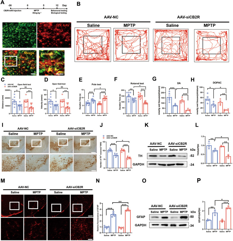 Knockdown of CB2R on astrocytes exacerbates the pathology of MPTP-induced PD mice. A Schematic representation of the experimental procedure. The CB2R -AAVs were injected into the midbrain of mice, and after 4 weeks, the mice were induced with MPTP to establish a subacute PD model. Behavioral and biological tests were performed in the following weeks. B The trajectory of the mice in the open field test, with statistical data for distance traveled and velocity shown in C and D, respectively (n = 10). Time recorded for each mouse in the pole test (E) and rotarod test (F), respectively (n = 10). G, H Determination of DA and DOPAC neurotransmitter levels in the striatum of mice by HPLC (n = 5). I Immunohistochemistry staining for TH-positive neurons in the midbrain of mice (scale bar, 200 μm and 100 μm), with stereological counts shown in J (n = 5). K Detection of TH protein expression in the midbrain of mice by western blot, with quantification shown in L (n = 3). M Immunofluorescence detection of activated astrocytes in the midbrain of mice using GFAP as a marker (scale bar, 200 μm and 100 μm), with fluorescence quantification shown in N (n = 4). O Detection of GFAP protein expression in the midbrain of mice by Western blot, with quantification shown in P (n = 3). NS means not significant, *P < 0.05, **P < 0.01, ***P < 0.001 compared with the corresponding group, as determined by the two-way ANOVA followed by Tukey’s post hoc test