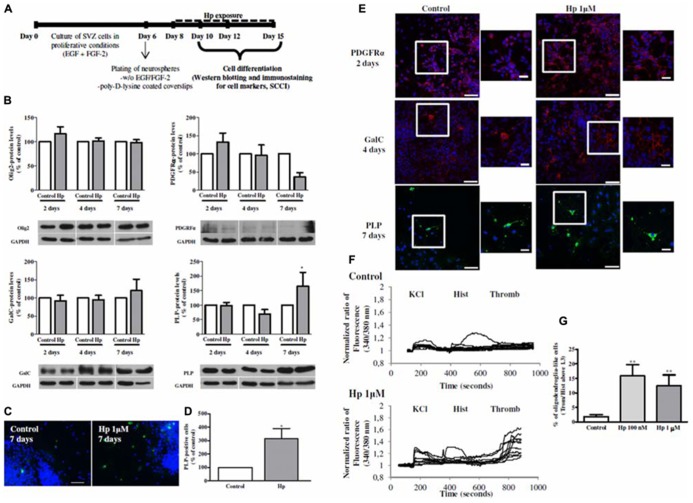 Hp induced oligodendroglial differentiation in SVZ cultures. (A) Experimental protocol. (B) Bar graphs of oligodendrocyte transcription factor 2 (Olig2), Platelet-derived growth factor receptor alpha (PDGFRα), Galactosylceramidase (GalC) and Proteolipid Protein (PLP) protein levels of control and Hp 1 μM treated cultures for 2, 4, and 7 days. Data are expressed as mean ± SEM of 4–7 independent experiments. *P < 0.05; using Bonferroni’s multiple comparison test for comparison with the respective control culture. (C) Representative fluorescence digital images of PLP+ oligodendrocytes (in green) and Hoechst 33342 staining (blue nuclei) in SVZ cultures. Scale bar: 50 μm. (D) Bar graph depicts the number of PLP+ cells, expressed as the total number of cells counted per culture, in control and Hp (1 μM) treated cultures for 7 days. Data are expressed as mean ± SEM of 4 independent experiments. *P < 0.05 using using unpaired student’s t-test for comparison with control culture. (E) Representative confocal digital images of PDGFRα, GalC and PLP in control cultures and in cultures treated with Hp 1 μM for 2, 4, and 7 days of differentiation, respectively. PDGFRα (in red); GalC (in red), PLP (in green), and Hoechst 33342 (used to visualize cell nuclei, in blue). Scale bars = 50 μm. Squares are plans of higher magnifications. Scale bars = 20 μm. (F): Representative single cell calcium imaging (SCCI) profiles of response of 8–10 cells in a control culture (no drug exposure) and, in a culture treated with Hp (1 μM) for 7 days. (G) Bar graph depicts the percentages of oligodendroglial-like responding cells in SVZ control cultures and in cultures exposed to Hp (100 nm and 1 μM). Data are expressed as mean ± SEM of 4–7 independent experiments. **P < 0.01; using Dunnett’s multiple comparison test for comparison with SVZ control cultures.