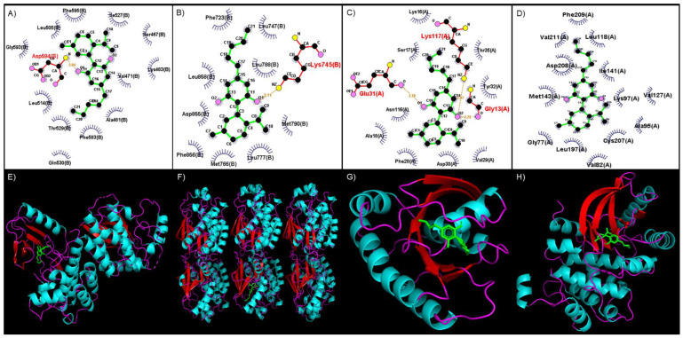 Binding site of CBD to various MAPK pathway proteins visualized with LigPlot. (A) BRAF, (B) EGFR, (C) KRAS, and (D) MEK1. Green—CBD; red—hydrogen bond; blue—hydrophobic interaction. The 3D conformation of CBD binding to various MAPK-pathway proteins visualized with PyMol. (E) BRAF, (F) EGFR, (G) KRAS, and (H) MEK1. Green—CBD; turquoise—helix; red—sheets.