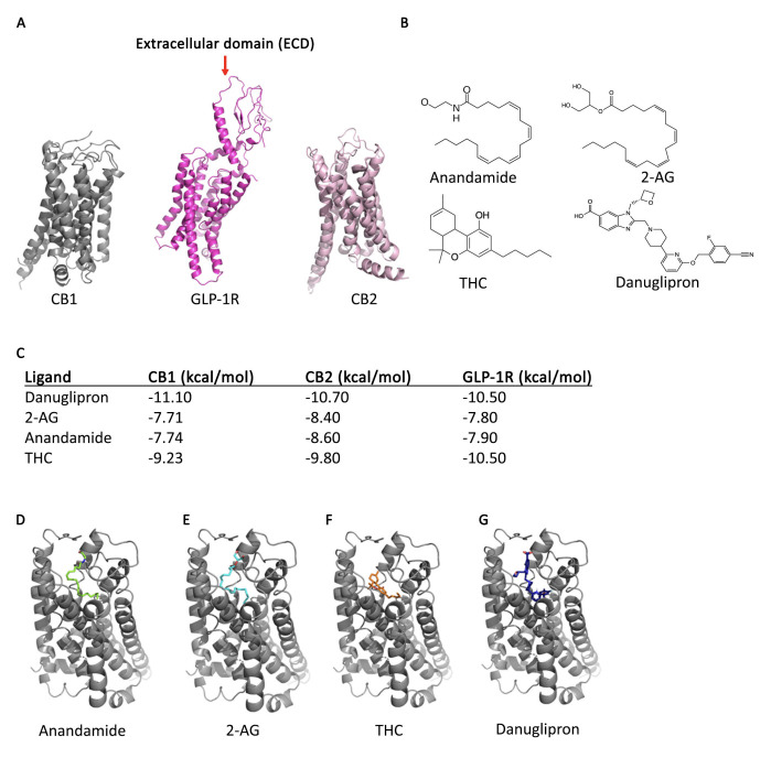 A. Crystal structures of CB1, GLP-1R and CB2 as reported on Protein Data Bank. B. Molecular structures of all ligands used in molecular docking. C. Binding affinities of ligand library in GLP-1R, CB1, and CB2 as calculated with SeamDock. D. Docking results in CB1 with anandamide (green). E . Docking results in CB1 with 2-AG (blue). F . Docking results in CB1 with THC (orange). G . Docking results in CB1 with danuglipron (dark blue).