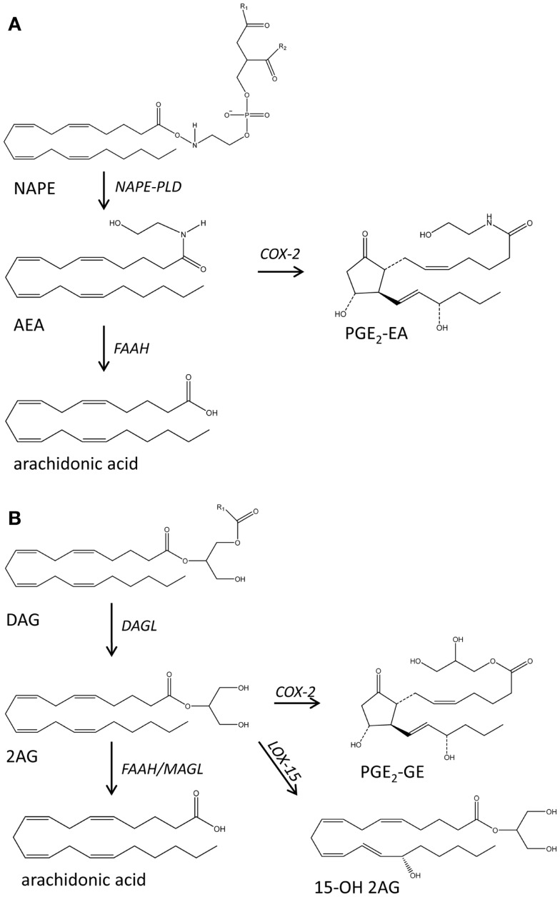 Schematic representation of the main biochemical pathways that mediate the production of endocannabinoids anandamide (AEA) (A) and 2 arachidonoyl glycerol (2-AG) (B). DAG, diacylglycerol; DAGL, diacylglycerol lipase; FAAH, fatty acid amide hydrolase; 15OH 2AG, 15 hydroxy-2 arachidonoyl glycerol; MAGL, monoacylglycerol lipase; NAPE, N-acylated ethanolamine phospholipids; PGE2, PGE2 ethanolamide; PGE2-GE, PGE2-glyceryl ester.