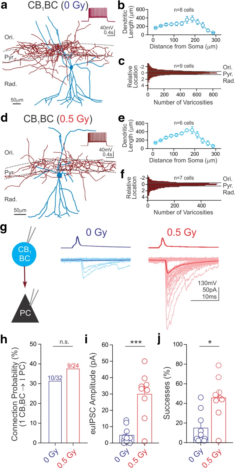 Proton irradiation increases CB1-sensitive GABA release. Representative tracings of CB1BCs from control (a) and irradiated (d) mice (blue dendritic tree and soma; red axonal arbor). Insets demonstrate the characteristic spike frequency adaptation in response to a depolarizing current step (+200 pA, from −65 mV). Sholl analysis of dendritic trees revealed similar mean dendritic length between control (b) and irradiated (e) mice (length per 25 μm bin is shown as a function of distance from the cell body; two-sample Kolmogorov–Smirnov test, p > 0.1 in each bin of graded radius at 25 μm steps). The distribution of axonal varicosities was taken as the distance of each varicosity from the center of the stratum pyramidale (which is denoted as 0 on the y axis), normalized to the thickness of the layer. Pooled distributions of CB1BC axonal arbors were similar for control (c) and irradiated (f) mice. g Representative traces of paired recordings from presynaptic CB1BCs (top, AP) and postsynaptic PCs (bottom, IPSCs) from a control and an irradiated mouse. Fifty consecutive traces (light lines) and their averages (dark lines) are presented here and in all subsequent figures. Summary data plots demonstrate that irradiation did not affect CB1BC to PC cell connection probability [h; numbers above bars = (# connected)/(# tested)], but did result in significant increases of euIPSC amplitudes (i) and successes of postsynaptic events (j). Ori stratum oriens, Pyr stratum pyramidale, Rad stratum radiatum. For all figures: *p < 0.05; **p <0.01; ***p < 0.005; ns not significant