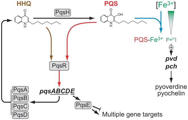 Diagrammatic representation of the AQ-dependent QS network in Pseudomonas aeruginosa.The PqsABCD proteins synthesize HHQ, which is converted to PQS by PqsH. Autoinduction occurs when either HHQ or PQS binds to PqsR and amplifies expression of the pqsABCDE operon. The terminal output of this regulatory network is PqsE, a putative metallohydrolase protein of unknown enzymatic function which positively regulates virulence genes, secondary metabolites and biofilm development when expressed in the absence of HHQ and PQS. The PqsE regulatory pathway also downregulates pqsA and AQ biosynthesis. The conversion of HHQ to PQS confers additional functionalities since PQS unlike HHQ induces microvesicle formation and is a potent iron chelator which induces expression of the pyoverdin and pyochelin high affinity iron transport systems. AQ-dependent QS is closely linked to the AHL-dependent las and rhl QS systems. The las system positively regulates the transcription of pqsR, pqsABCDE and pqsH while rhl exerts a negative effect on the AQ system, although it is itself positively regulated by AQs. Filled arrows and blunted lines represent positive and negative regulation, respectively.