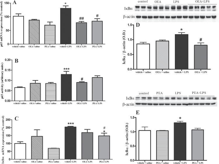 Nuclear factor (NF)-κB proinflammatory subunit p65 and its inhibitory protein IκBα in frontal cortex. A) Real time-polymerase chain reaction (RT-PCR) analysis of the proinflammatory p65 subunit of NF-κB in nuclear extracts. (B) Activity of NF-κB p65 subunit in nuclear extracts. (C) RT-PCR analysis of the NF-κB inhibitory protein IκBα in cytosolic extracts. (D) Western-blot and densitometric analysis of IκBα after oleoylethanolamide (OEA) pretreatment. (E) Western-blot and densitometric analysis of IκBα after palmitoylethanolamide (PEA) pretreatment. Data (n=3–5) on RT-PCR and Western blot are normalized by tubulin and β-actin. Different from control group: *P < .05, ***P < .001; different from vehicle + lipopolysaccharide (LPS) rats: # P < .05, ## P < .01 (2-way ANOVA followed by Bonferroni posthoc test).