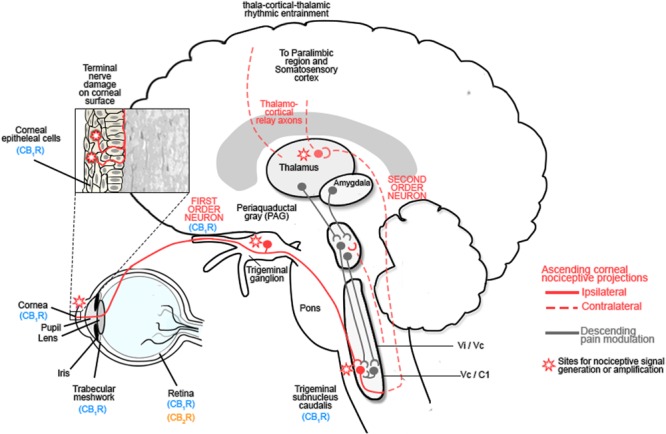 The ocular sensory pathway. The stroma of the cornea contains a dense network of nerve fibers expressing: mechanoreceptors, polymodal receptors and cold receptors. Following damage to the corneal epithelium, inflammatory mediators are released and immune cells are recruited to the site of injury. These inflammatory mediators include: cytokines, H+, ATP, adenosine, prostaglandins, leukotrienes, bradykinin, 5-HT, platelet-activating factor, histamine and neuropeptides, all of which contribute to the alteration in nociceptive signaling by activating Transient receptor protein (TRP) channels of nociceptors, which are responsible for nociceptor signaling (Rosenthal et al., 2009; Belmonte et al., 2015; Galor et al., 2015; Rosenthal and Borsook, 2015; Goyal and Hamrah, 2016). These first order neurons project to the trigeminal ganglion and synapse with second order neurons in the trigeminal subnucleus caudalis before projecting to the spinothalamic pathways and the thalamus or the periaqueductal gray (PAG). Third order neurons from the thalamus relay information to the somatosensory cortex and paralimbic region, while those from the PAG modulate trigeminal activity (Belmonte et al., 2015; Galor et al., 2015; Rosenthal and Borsook, 2015; Goyal and Hamrah, 2016). Activation of this pathway contributes to hyperalgesia and spontaneous pain by sensitizing corneal nociceptors. Chronic neuropathic pain results after the initial lesion has healed and occurs due to a decreased threshold of stimulation, spontaneous depolarization of nociceptors and altered excitability of voltage gated channels which modulate excitability of polymodal nociceptors. Reproduced and adapted with permission from Elsevier publishing group and Rosenthal et al. (2009). Original image from Rosenthal et al. (2009).