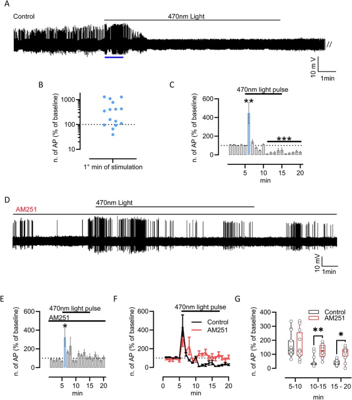 Eye Blue light exposure modulates hypothalamic neuronal activity via CB1R. (A) Representative trace and experimental design. After 5 min of baseline recording, 470 nm blue light stimulation was applied to the eyes for 10 min before recording for another 5 min in the dark condition. The blue line indicates the first minute of recording during eye stimulation. (B) Number of action potentials (AP) recorded during the first minute of stimulation expressed as a percentage of the baseline (dotted line). (C) Number of action potentials recorded during stimulation is expressed as a percentage of the baseline. n = 15 neurons from n = 10 mice, *p < 0.05 and **p < 0.01, at t 6min = two‐tailed one‐sample T‐Test, t = 3.044, df = 14, p = 0.0088; at t 11min = two‐tailed one‐sample T‐Test, t = 48.53, df = 14, p < 0.001. The blue bar underlines the percentage of the action potential in the first minute of recording during light stimulation. (D) Representative trace and experimental design. (E) Number of action potentials recorded during stimulation expressed as a percentage of the baseline; n = 12 neurons from 8 mice, t 6min = two‐tailed one‐sample T‐Test, t = 2.246, df = 11, p = 0.0462. The blue bar represents the first minute of recording during light stimulation. (F) AP frequency trend in control (black line) and AM251‐treated mice (red line). (G) Box plot comparing AP frequency over time between control (black box plot) and AM251‐treated mice (red box plot). Control, n = 15 neurons from 10 mice; AM251, n = 12 from 8 mice. 2‐way ANOVA with Sidak post hoc test. In particular, the ANOVA: Time F (DFn 2, DFd 75) = 14.54 p < 0.0001, Treatment F (DFn 1, DFd 75) = 13.87 p = 0.0004, Interaction F (DFn2, 75) = 3.092 p = 0.0512; Šídák's multiple comparisons test = **p < 0.01 and *p < 0.05. t 10–15; p = 0.0033; t 15–20; p = 0.0139.