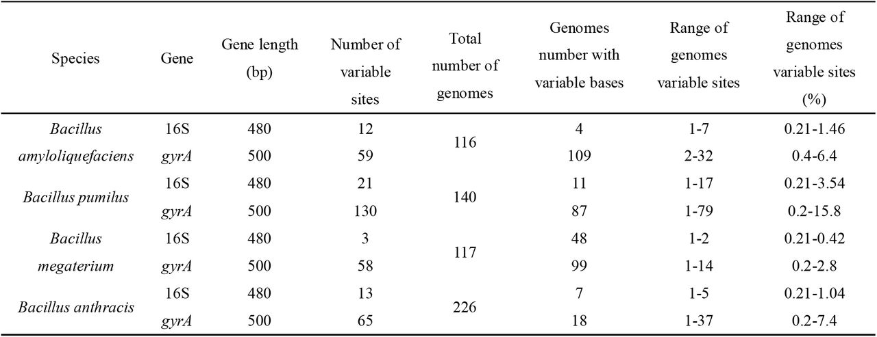 Polymorphisms of the 16S rRNA and gyrA gene