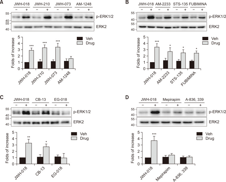 ERK activation effects of selected ligands. HEK-293 cells were transiently transfected with the plasmid encoding CB1R, and the receptor expression levels were maintained between 1.7-2.1 pmol/mg protein. (A) Effects of (1H-indol-3-yl)(aryl)methanone derivatives (JWH-018, JWH-210, JWH-073, and AM1248) on ERK activation. CB1R-expressing HEK-293 cells were treated with 100 nM JWH-018, JWH-210, JWH-073, and AM1248 for 2 min. ***p<0.001 compared to each vehicle-treated group (n=3). (B) Effects of JWH-018, AM2233, STS-135, and FUBIMINA on ERK activation. CB1R-expressing HEK-293 cells were treated with 100 nM JWH-018, AM2233, STS-135, and FUBIMINA for 2 min. *p<0.05, ***p<0.001 compared to each vehicle-treated group (n=3). (C) Effects of JWH-018, CB-13, and EG-018 on ERK activation. CB1R-expressing HEK-293 cells were treated with 100 nM JWH-018, CB-13, and EG-018 for 2 min. *p<0.05, **p<0.01 compared to each vehicle-treated group (n=3). (D) Effects of JWH-018, mepirapim, and A-836,339 on ERK activation. CB1R-expressing HEK-293 cells were treated with 100 nM JWH-018, mepirapim, and A-836,339 for 2 min. ***p<0.001 compared to each vehicle-treated group (n=3).
