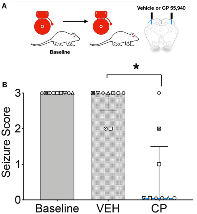 Intracollicular injection of the CB1/2 receptor agonist, CP 55940 (CP) attenuates audiogenic seizures in GEPRs. (A) Schematic of the testing scheme; animals were tested with a baseline test session before a vehicle-treated session and a CP treated session. A baseline is shown only once, as in this experiment all animals displayed baseline scores of three across both tests. (B) Microinfusion of CP significantly decreased audiogenic seizure score as compared to vehicle (VEH) infusion into the deep layers of the superior colliculus (DLSC). Bars indicate median and interquartile range, symbols show individual subjects. *p < 0.05, according to Friedman test followed by Dunn’s post hoc test.