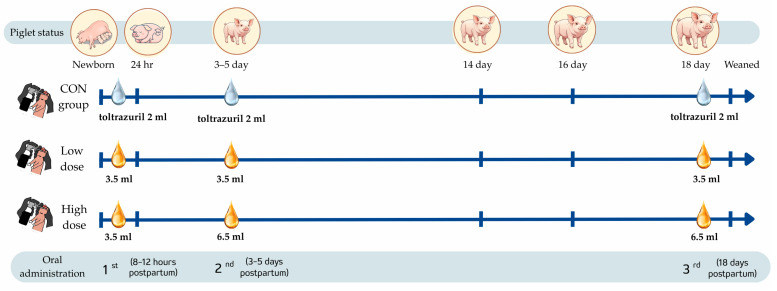 Piglet supplementation schedule showing three critical timepoints: early neonatal (8–12 h), early postnatal (3–5 days), and pre-weaning (16–18 days) periods.