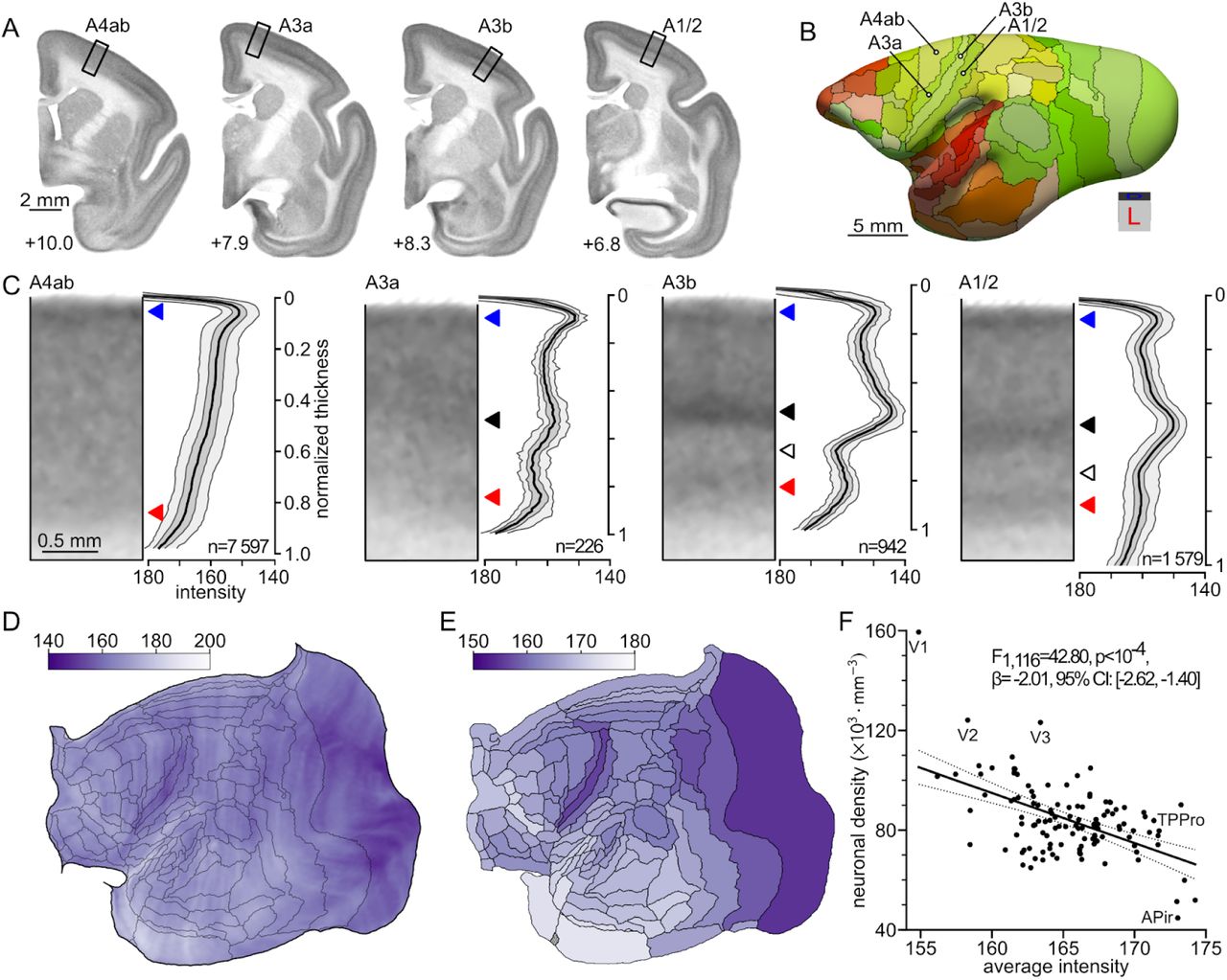 Laminar patterns of cortical areas.A: Coronal cross-sections through the template at four rostrocaudal levels (A +6.8 to A +10.0; numbers next to the sections) showing the location of samples belonging to four adjacent cortical areas (black rectangles). B: Location of the samples indicated on panel A, presented against the mid-thickness surface of the cortex. C: Magnified views of the cross-sections (grayscale images) of the four example areas presented in panel A next to the staining intensity profiles (vertical line plots), illustrating differences in the laminar patterns of the areas. The top of the grayscale image (normalized thickness equal to 0) corresponds to the pial surface, while the bottom (normalized thickness of 1) indicates the white matter boundary. The thick black line denotes the median intensity among all streamlines at a given level of the normalized thickness, the light gray bands represent 5th and 95th centiles of the intensities, and the bands in dark gray correspond to the lower and upper quartiles. Triangles of different colors denote various characteristic parts of the profiles: layer 2 (blue), layer 4 (black), layer 5 (while), and layer 6 (red). Values next to each cross-section correspond to the number of streamlines with confidence level ≥ 90%, which were used to generate the profiles. Results for all 116 areas are available as supplementary material (http://www.marmosetbrain.org/nencki_monash_template). D: Average intensity per streamline (Fig. 3B) visualized against the flatmap. The grayscale intensity values (values of the red channel of the RGB Nissl template) are presented in the shades of purple to resemble the tint of the Nissl-stained sections. E: Average intensity per cortical area. The staining intensity reflects an approximately rostrocaudal gradient of neuronal density, previously described in the primate cerebral cortex (Cahalane et al., 2012; Atapour et al., 2019). F: Inverse-proportional relation between the staining intensity and neuronal density, both averaged per cortical area. The relation indicates that the template image intensity provides an adequate proxy of the neuronal density. For a list of areas and their abbreviations see Table S2.