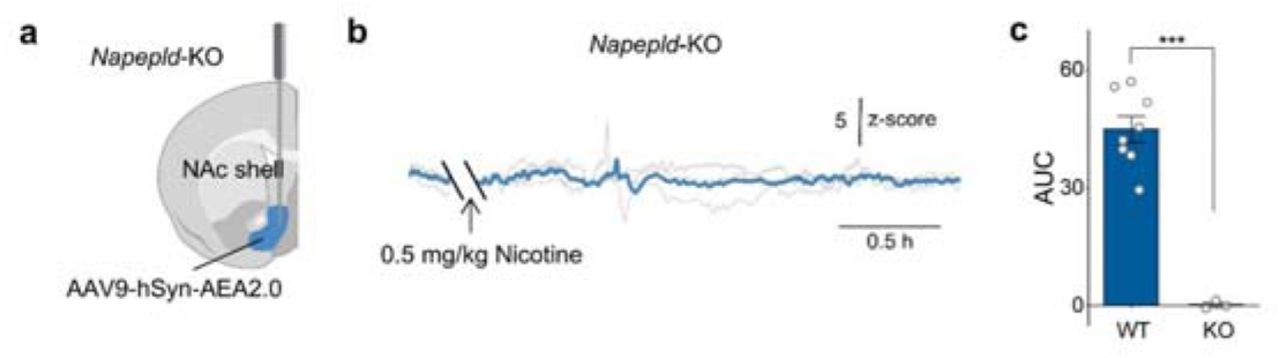 Validation of the nicotine-evoked AEA signal in the NAc shell using Napepld-KO micea, Schematic depicting AEA2.0 expression and optical-fiber implantation in the NAc shell of Napepld-KO mice.b. Average AEA2.0 fluorescence trace (z-score) recorded in the NAc shell of Napepld-KO mice before and after i.p. injection of nicotine (0.5 mg/kg). The arrow indicates the time of injection; gray lines represent individual mice and the blue line represents the group mean.c, AUC of the AEA2.0 signal from 5 to 35 min after nicotine injection in WT (replotted from Fig. 5d2) and Napepld-KO mice. n = 3–9 mice per group.
