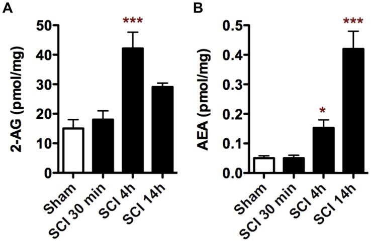Endocannabinoids are rapidly produced around the epicentre in response to SCI.2-AG levels are acutely increased at 4 hours after SCI (A), while AEA levels are significantly increased at 4 and, even more, at 14 hours after injury (B). *p<0.05 vs. sham; ***p<0.001 vs. sham.
