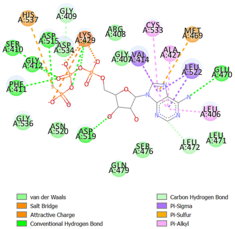 Amino acids forming the active site pocket in NIK.