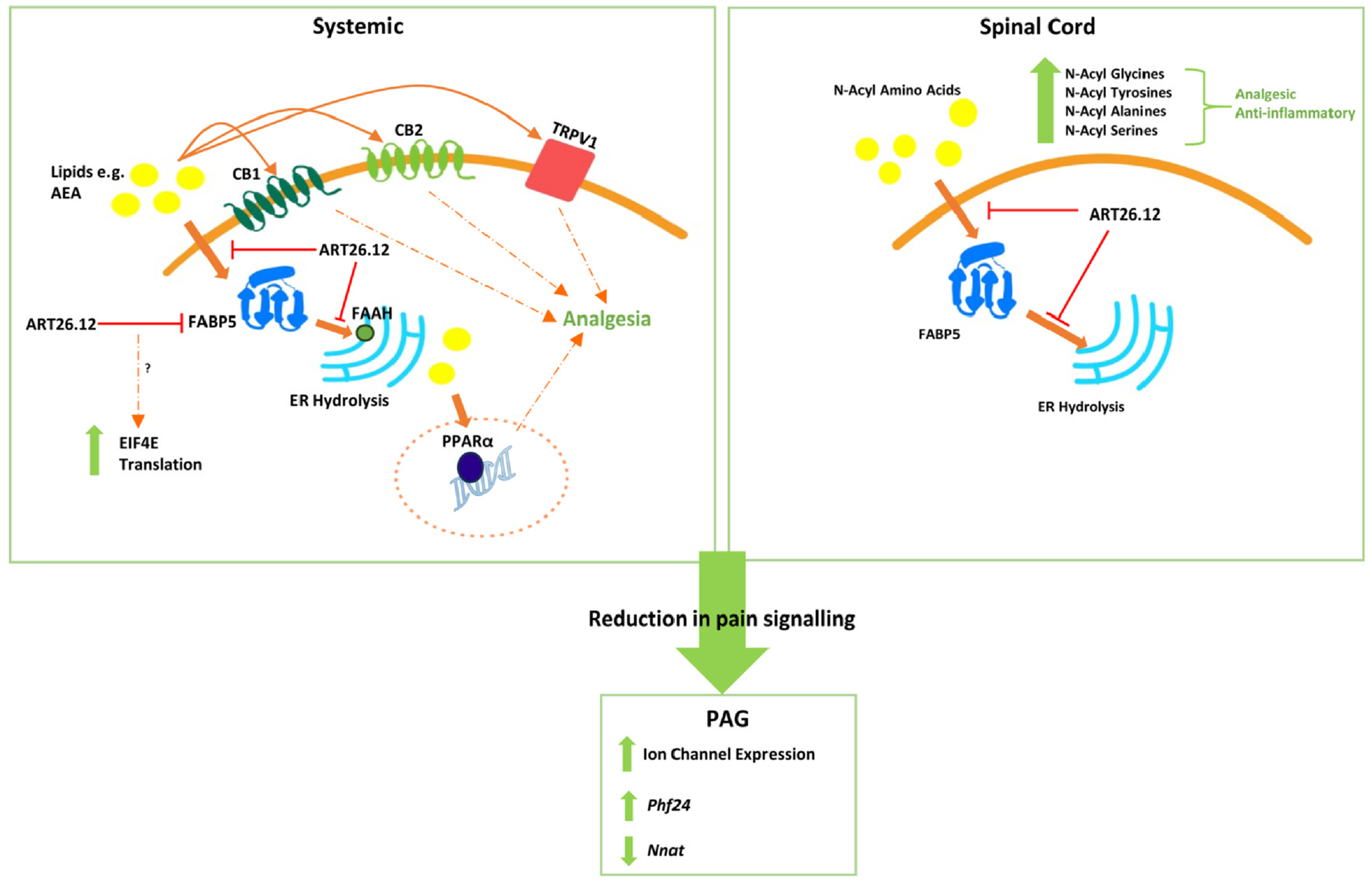 Proposed mechanism of action underlying ART26.12 amelioration of OIPN. Systemically, the acute analgesic effect of ART26.12 was shown to be primarily mediated through CB1, with a possible contribution from CB2, TRPV1 and PPARα. This is consistent with previous studies which show FABP5 inhibition activates these receptors to produce analgesia by reducing the degradation of AEA and other endocannabinoids, increasing their availability extra- and intra-cellularly (25, 27, 28). Within the spinal cord lipidome, the elevation of numerous analgesic and anti-inflammatory n-acyl amino acids suggested to be by a similar mechanism. Upstream transcriptomic changes within the PAG were observed including increased expression of ion channels, and amelioration of pain marker proteins, suggested to be due to modulation of incoming pain signals.