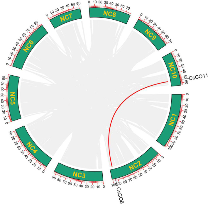 Schematic representation of the interchromosomal relationships between the CsCOL genes in the cannabis genome. Coloured lines indicates the colinear gene pair, grey lines indicate the syntenic blocks in the cannabis genome