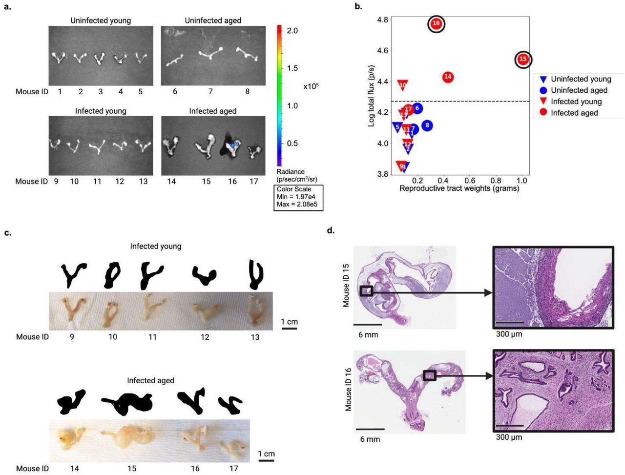 B. burgdorferi-induced gynecological pathologies worsen with increased age of female mice at time of infection.A. In Vivo Imaging System (IVIS) images of reproductive tract (ovaries, uterus, cervix, etc.) tissue from B6 mice that were uninfected or infected for 9-weeks with 105 N40 Luc-B. Burgdorferi intradermally infected at either 15-weeks old (“young”) or 1-year old (“aged”). B. Reproductive tract weights were compared to IVIS total flux quantification for each mouse’s reproductive tract as shown in panel A. The total flux was plotted on a logarithmic scale. The two mice with the highest reproductive tract flux are circled. C. Gross pathology images and silhouettes of female reproductive tracts harvested from infected young and infected aged mice. D. Histology of murine female reproductive tracts with the two highest luc-B. burgdorferi flux as measured in panel B (mice circled in 4B) at different magnifications where scale bar = 6 mm & 300 um. Reproductive tracts were sectioned longitudinally down the length of the tissue.