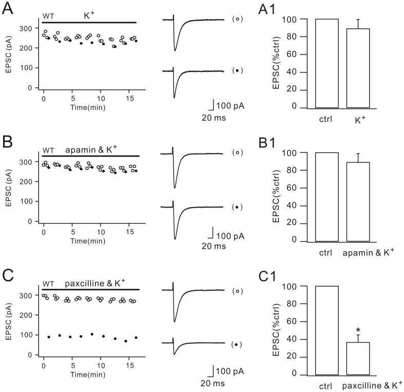 Paxilline reverses the blockade of DSE by internal K+.(A) EPSCs from one WT Purkinje cell plotted over time for control responses (open circles) and test responses (closed circles). Representative EPSCs are shown at the right. Internal K+ was applied as indicated by the bar. The percentage inhibition of test EPSCs (89.3±10.4%; n = 26) is shown in (A1). (B) EPSCs from one WT Purkinje cell plotted over time for control (open circles) and test responses (closed circles). Representative EPSCs are shown at the right. Internal K+ plus external apamin was applied as indicated by the bar. The percentage inhibition of test EPSCs (89.2±9.9%; n = 20) is shown in (B1). (C) EPSCs from one WT Purkinje cell plotted over time for control (open circles) and test responses (closed circles). Representative EPSCs are shown at the right. Internal K+ plus external paxilline was applied as indicated by the bar. The percentage inhibition of test EPSCs (36.6±8.4%; n = 22) is shown in (C1). *, P<0.05.