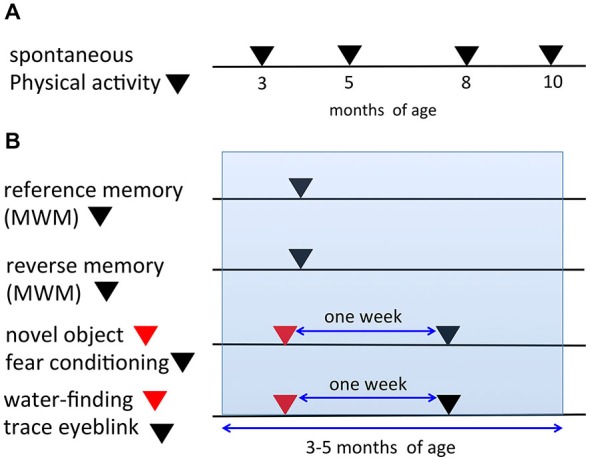 Timeline and schematic representation for the behavioral tests. (A) In the spontaneous physical activity (SPA) assessment, the same mice were evaluated repeatedly at 3, 5, 8, and 10 months of age. (B) Representation of the procedures for the six learning paradigms (reference memory of the MWM, reverse memory of the MWM, novel object recognition test, fear conditioning, water-finding test, trace eyeblink conditioning). The same mice were used for both the novel object recognition task and fear conditioning experiments with a 1-week interval in between the tests. Additionally, for the water-finding test and trace eyeblink conditioning, the same mice were used with a 1-week interval in between the tests. The ages of the mice during the six learning paradigms fell within 3–5 months of age (blue range).