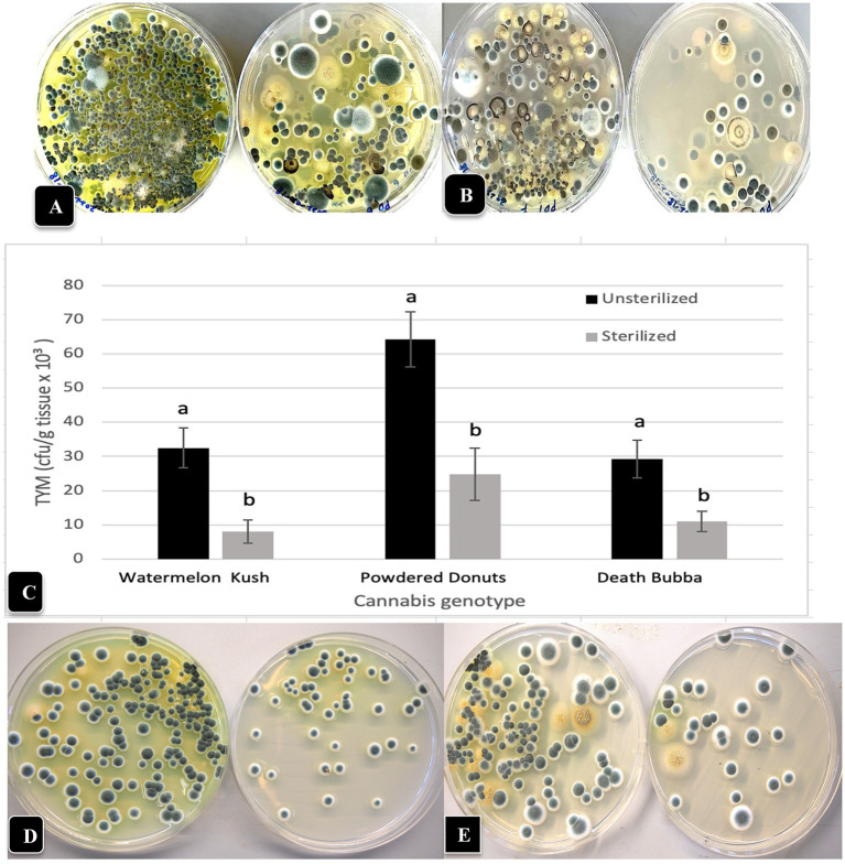 The TYM levels present in inflorescence flower tissues and inflorescence leaves following dissection of the inflorescence to remove the inflorescence leaves in two cannabis genotypes. (A) Colonies on PDA + S originating from “Watermelon Kush” inflorescences (left dish) compared to inflorescence leaves (right dish) shows a much higher level of TYM in the flower tissues but inflorescence leaves still contain a significant level of TYM. (B) Same as (A) but the genotype is “Powdered Donuts” showing the same trend. (C) The effect of surface-sterilization using a combination of bleach and ethanol on TYM in cannabis inflorescence leaves from 3 genotypes. Data are the means from replicates (n = 20). Error bars show 95% confidence intervals and vertical bars with different letters are significantly different from each other according to Tukey’s post-hoc test (p < 0.05). (D,E) Comparison of levels of TYM in inflorescence leaves of 2 cannabis genotypes without surface-sterilization (left Petri dish) and following sterilization (right Petri dish). (D) Genotype “Watermelon Kush”. (E) Genotype “Powdered Donuts”.