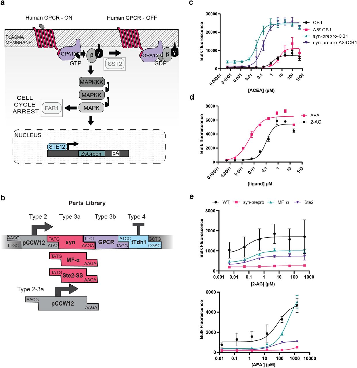 Development of CB1R and CB2R biosensors.(A). The yeast pheromone response pathway was genetically modified for human receptors. Greyed out boxes represent knocked out genes. The yeast pheromone GPCR Ste2 was replaced with a human GPCR. The Fig1 pheromone response gene was replaced with a ZsGreen reporter via knock-in. (B) The parts library for rapid, modular construction of trafficking-optimized GPCRs. Syn = synthetic pre-pro, MF-α = mating factor alpha pre-pro, Ste2-SS = Ste2 signal sequence. (C) ACEA dose response with CB1R. CB1, EC50=1.30 μM, 95% CI 0.80 to 2.12 μM. Δ89-CB1R, EC50 5.05 μM, 95% CI 2.64 to 9.29 μM. syn-prepro CB1R EC50=0.04 μM, 95% CI 0.03 to 0.05 μM. Syn-prepro Δ89-CB1R, EC50=0.15 μM, 95% CI 0.10 to 0.21 μM. (D) Dose response of endocannabinoids 2-arachidonoyl glycerol (2-AG) and N-arachidonoylethanolamine (anandamide, AEA) with CB1R. AEA, EC50: 4 nM, 95% CI 2.62×10−9 to 6.92×10−9 M) than 2-AG (EC50: 100 nM, 95% CI 6.60×10−8 to 1.48×10−7M). (E) Dose responses with 2-AG and AEA, CB2R. 2-AG: WT, EC50=0.07 μM, 95% CI 0.0006881 to 3.70 μM; syn-prepro, EC50=1.54 μM, 95% CI 0.02 to 70.9 μM; MF alpha, EC50=0.16 μM, 95% CI 0.08 to 0.32 μM; Ste2, 0.15 μM, 95% CI 0.39 to 0.58 μM. AEA: WT, EC50=76.9 μM, 95% CI 18.6 to 242 μM; syn-prepro, EC50=7620 μM, 95% CI 630 to +infinity μM; MF alpha, EC50=419 μM, 95% CI 278 to 693 μM; Ste2, 40.8 μM, 95% CI 29.3 to 56.8 μM. For all experiments, n=3. Nonlinear regression was fit as a 4-parameter logistic equation.