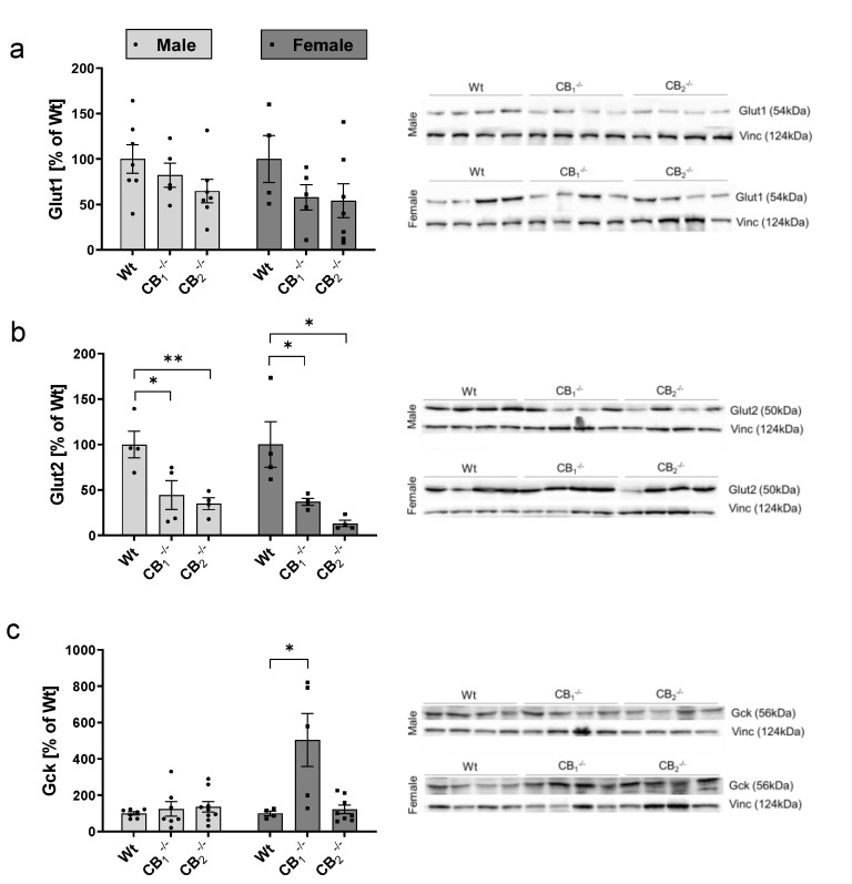 Western blot analysis of glucose transporters (Glut1, Glut2) and glucokinase (Gck) in pancreatic tissue analysing male and female wild-type (Wt) mice and cannabinoid receptor knockout mouse lines (CB1−/−, CB2−/−) separately. (a) Glut1 seemed to be decreased in CB1−/− and CB2−/− knockout mice of both sexes. (b) Glut2 protein was significantly decreased in CB1−/− and CB2−/− knockout mice of both sexes. (c) Gck protein level was increased in female CB1−/− mice. Analysis of male and female mice was done separately on different immunoblots, defining male and female Wt protein levels as 100%. A representative western blot of each protein is shown in the right column showing specific single bands as indicated. Vinculin (Vinc) was used as control protein. Values are presented as mean (±S.E.M.) with n = 4–9 mice per group. * p < 0.05; ** p < 0.01 for comparisons within male or female Wt and knockout mice; unpaired t-test.