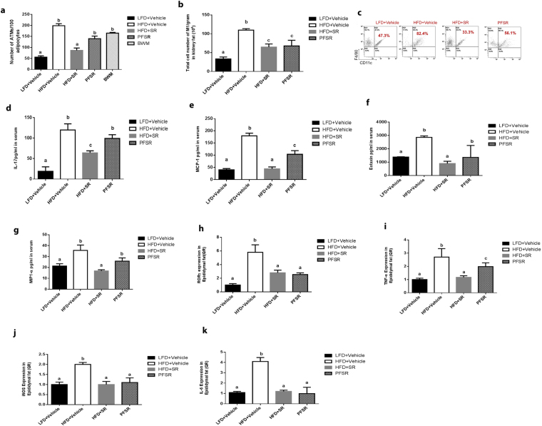 SR141716A attenuates local and systemic inflammation in diet-induced obesity. Experiments Diet-Induced Obesity (DIO) were set up as described in Fig. 1 legend. (a) Adipose Tissue Macrophages (ATMs) were quantified per 100 adipocytes by Spot Studio v1.0 Analysis Software. (b,c) Kidney fat was isolated from 10 mice in each group. The ratio (b) and total cell number (c) of kidney fat F4/80 and CD11c+ cells was studied. (d–g) Effect of SR141716A on plasma cytokine levels, (d) IL-17 levels (e) Monocyte chemoattractant protein-1(MCP-1) levels, (f) Eotaxin levels, and (g) Macrophage inflammatory protien-1α (MIP-1α) levels in plasma were quantified with multiplex immunoassays. (h,k) Effect of SR141716A treatment on the mRNA level of (h) RORγ, (i) TNF-𝛼, (j) iNOS, and (k) IL-6, in the epididymal adipose tissue was examined. Data shown as mean \documentclass[12pt]{minimal} \usepackage{amsmath} \usepackage{wasysym} \usepackage{amsfonts} \usepackage{amssymb} \usepackage{amsbsy} \usepackage{mathrsfs} \usepackage{upgreek} \setlength{\oddsidemargin}{-69pt} \begin{document}$$\pm $$\end{document}± SD. Data with different superscript letters are significantly different (P < 0.05) according to post hoc ANOVA one-way statistical analysis. (n = 5 except LFD + Vehicle; n = 4).