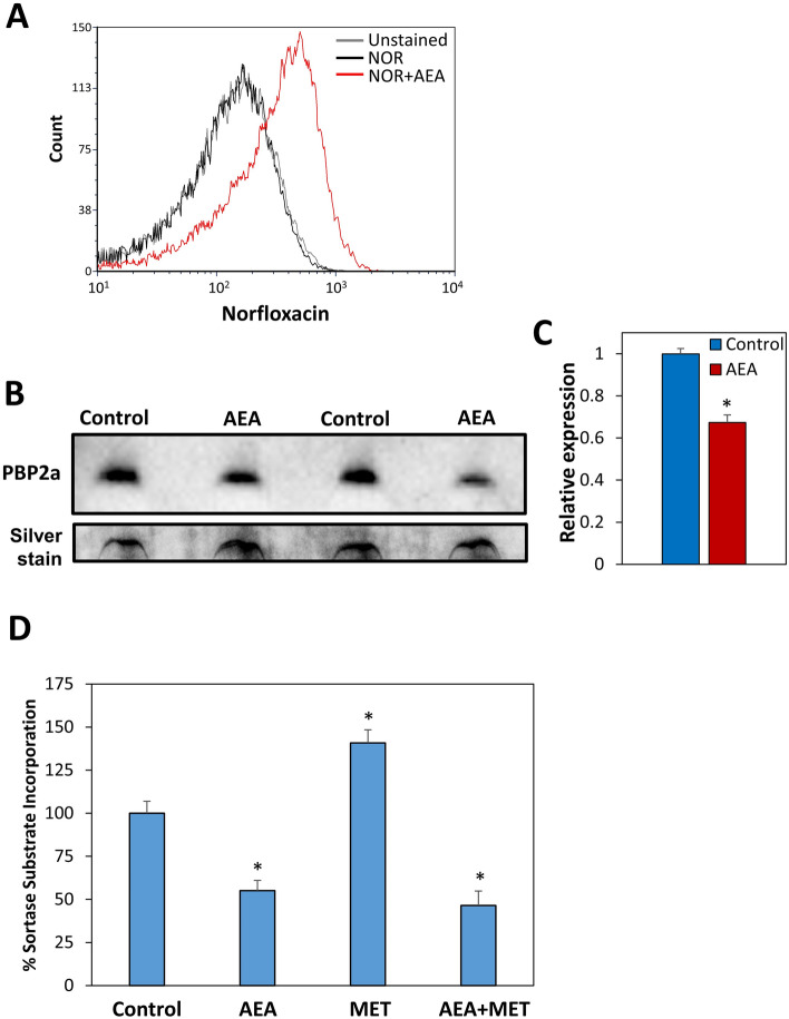 (A) AEA increases the intracellular level of norfloxacin. MDRSA CI-M was incubated with 25 µg/ml Norfloxacin (NOR) in the absence or presence of 25 µg/ml AEA for 2 h at 37 °C. Then the norfloxacin was removed, and the amount of norfloxacin retained in the bacteria was measured after 3 h on flow cytometry. (B) PBP2a expression levels (upper panel) in crude membrane extracts of MDRSA CI-M treated with 50 µg/ml AEA for 2 h in comparison to control. Two different samples of control and AEA-treated bacteria are shown. Lower panel: Silver staining of the same samples in the polyacrylamide gel as loading control. (C) The relative PBP2a expression level in AEA-treated versus control MDRSA CI-M as measured from 4 different samples using the Photoshop software on the PBP2a panel shown in (B). (D) Inhibition of cell wall synthesis by AEA. MDRSA CI-M was incubated with 50 μg/ml AEA and/or 50 μg/ml methicillin (MET) for 2 h, and then incubated with Sortase Substrate I, FRET, for 2.5 h. At the end of incubation, the fluorescence intensity (Ex/Em = 340/490) of the washed bacteria was measured in a Tecan plate reader. * p < 0.05.